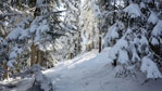 Winterzauber im Winterwald
